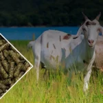 goat feed production line using wheat bran as raw materials