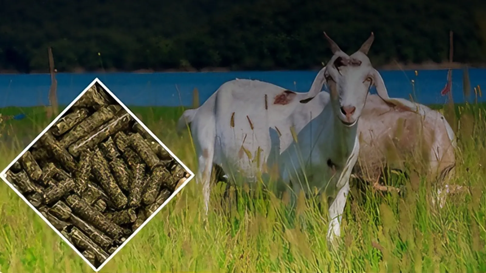 goat feed production line using wheat bran as raw materials